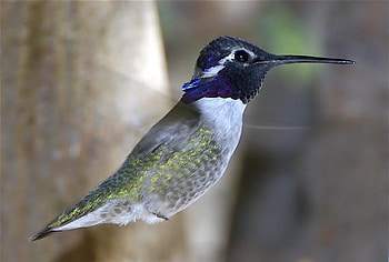 flying bird, animal, fly, bird, color HD wallpaper