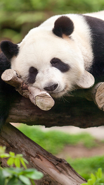 Sleeping Panda, cute, sleeping, Animal, panda HD phone wallpaper