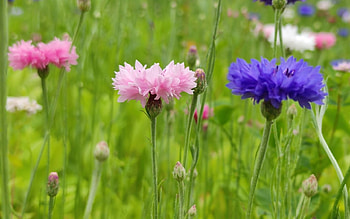 Cornflowers, blue, pink, meadow HD wallpaper