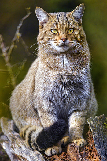 Animals, Cat, Brown, Animal, Wild Cat, Wildcat HD phone wallpaper