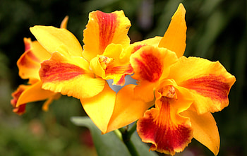 Plants, Flowers HD wallpaper