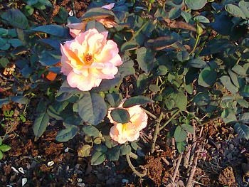 Roses, beautiful, nature, flowers HD wallpaper