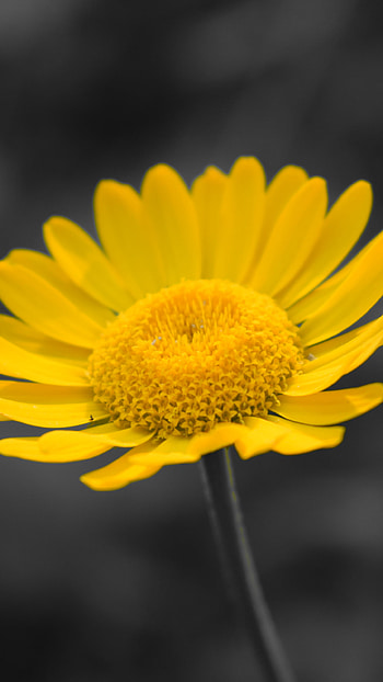 nature, flower HD phone wallpaper