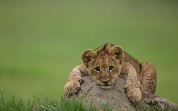 Lion, africa, animal, king HD wallpaper