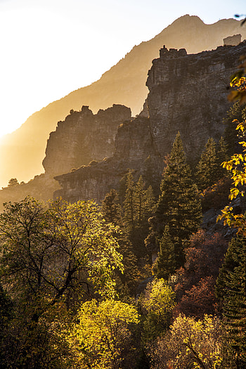 Nature, Mountains, Bush, Rocks, Forest HD phone wallpaper