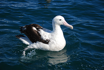 Animals, Sea, Feather, Bird, To Swim, Swim, Albatross HD wallpaper