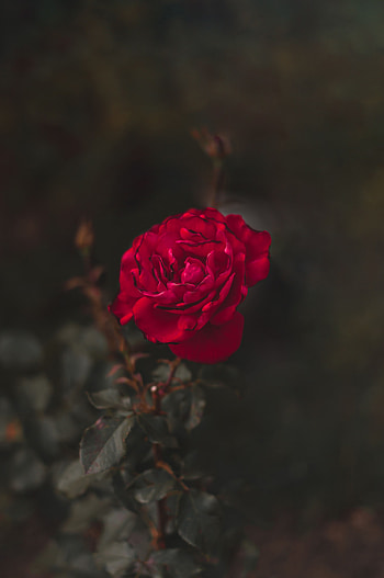 Flower, Macro, Rose Flower, Rose, Close-Up HD phone wallpaper