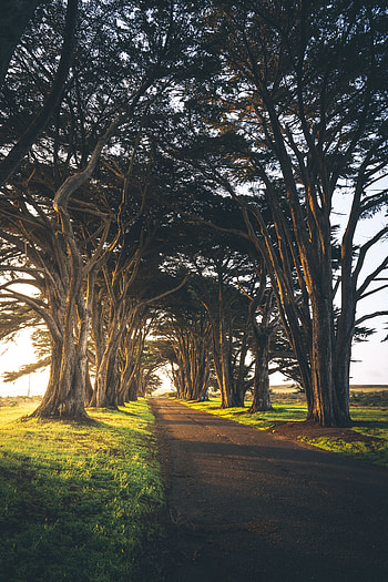 Nature, Trees, Greens, Alley, Morning, Track, Empty HD phone wallpaper