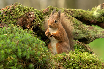 Squirrel, Ultra , Squirrel , Nature HD wallpaper