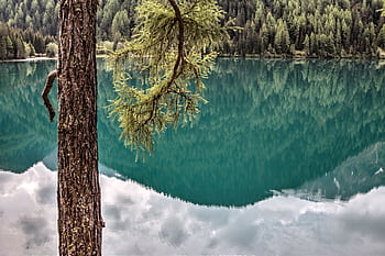 Serene lake scene with tree reflections and lush conifer forest in the background. HD wallpaper