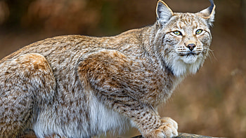Lynx, Dangerous animals, Predator animals HD wallpaper