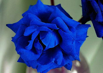 Blue rose, blue, rose, beautiful, flowers HD wallpaper