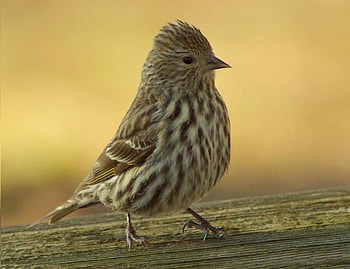 Little Brown and White Striped Belly Bird, brown, bird, striped, little HD wallpaper