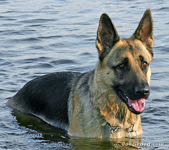 Water Dog, dogs, nature, german shepherds, water HD wallpaper