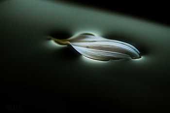 Water, Macro, Petal HD wallpaper