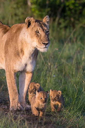West African lions, Wild Animals HD phone wallpaper