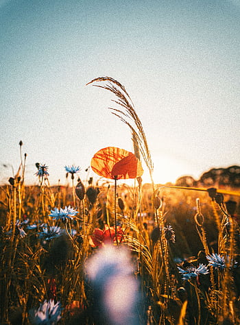 A serene field of poppies and wildflowers in the Netherlands at golden hour. HD phone wallpaper