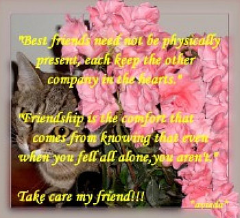 Take Care Friend, pink flowers, friendship quote, tabby cat HD wallpaper