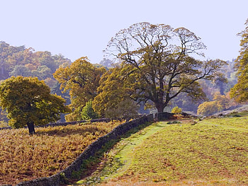 Autumn Countryside Bradgate, trees, fields, autumn, grass HD wallpaper