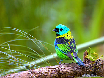 Colorfull Bird, colorfull, beautiful, bird HD wallpaper