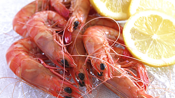 prawns, seafood, citrus, lemon HD wallpaper