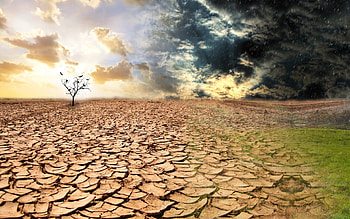 Landscape, Trees, Desert HD wallpaper