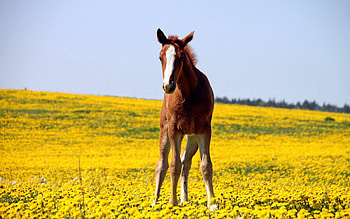 Animals, Flowers, Grass, Field, Stallion HD wallpaper