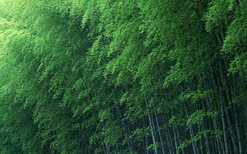 Bamboo forest, leaf, bamboo, forest, green, texture HD wallpaper