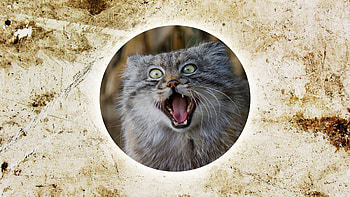 Pallas Cat, Cat, Feline, Manul HD wallpaper