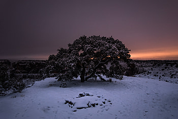 Tree, sunset, winter, landscape HD wallpaper