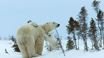 Polar bear mother and cubs, Churchill, Manitoba, Canada, Animal, polar bear HD wallpaper