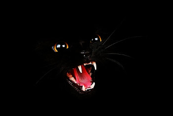 Black Cat, cool, cat, black HD wallpaper