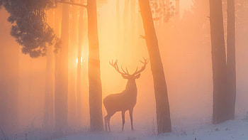Reindeer In The Misty Woodland, reindeer, artist, artwork, digital-art HD wallpaper