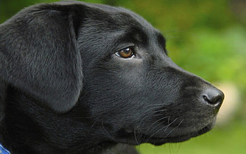 Black Dog, black, big dog, pretty, out doors, other HD wallpaper