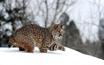 Animals, Winter, Snow, Iris, Forest, Stroll, Playful HD wallpaper
