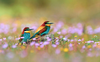 Spring flowers and birds, display, Nature's harmony, Seasonal beauty HD wallpaper