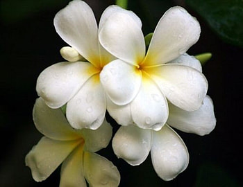 Frangipani, White, Flowers, Nature, Plumerias HD wallpaper