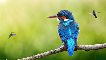 Kingfisher & Hummingbirds, hummingbirds, Firefox theme, colorful, birds, bright, kingfisher, spring HD wallpaper