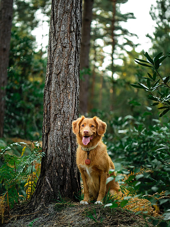 Animals, Wood, Tree, Dog, Protruding Tongue, Tongue Stuck Out, Retriever, Golden Retriever HD phone wallpaper
