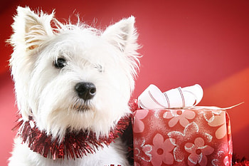 Adorable Dog, dog, colors, puppies, christmas dog, animals, adorable, magic christmas, bow, sweet, white, merry christmas, ribbon, eyes, gifts, puppy, pretty, ball, face, lovely, dogs, cute, gift, beauty, xmas, dog face, holiday, hat, new year, magic, beautiful, balls, paws, happy new year, box, red, christmas HD wallpaper