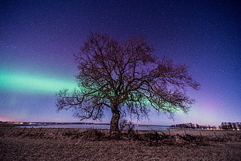 Northern Light Tree , northern-lights, milky-way, trees, nature HD wallpaper