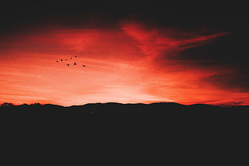 Birds, Sky, Night, Horizon, Dark HD wallpaper