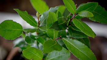 Houseplants you can eat, Tomorrow's World Today, Health benefits HD wallpaper