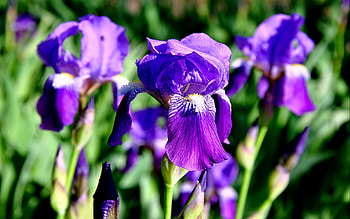 Plants, Flowers, Iris HD wallpaper