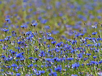 Nature, Flowers, Summer, Blue Cornflowers, Meadow HD wallpaper