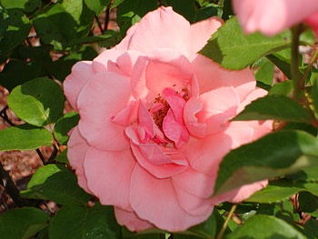 Peeking Pink Rose, rose, pink, flowers, florida HD wallpaper