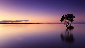Serene twilight scene of a lone tree reflecting on calm waters, against a vibrant sky. HD wallpaper