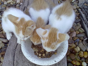 Sharing food, sweet, white, beige, brotherhood, cats, eating, kittens, precious, animals, love, friendship, bowl, three, lovely, forever, tiny HD wallpaper