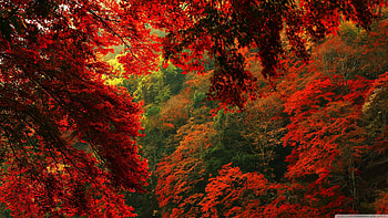 Red Autumn, Colorful, Autumn, Forest, Trees HD wallpaper