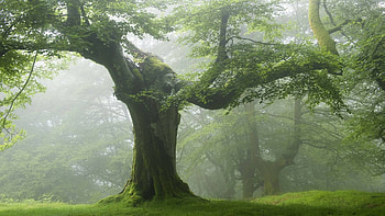 Green Forest, Old tree, Nature HD wallpaper